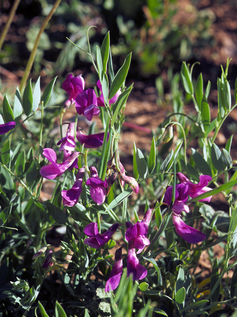 Lathyrus eucosmus (Bush vetchling) #23000