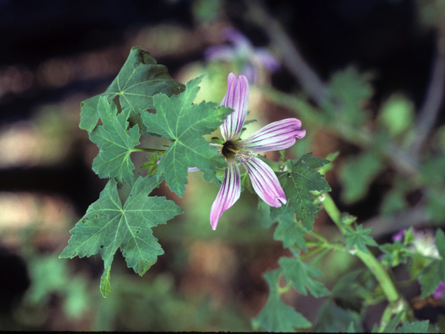 Lavatera assurgentiflora (Island mallow) #23003