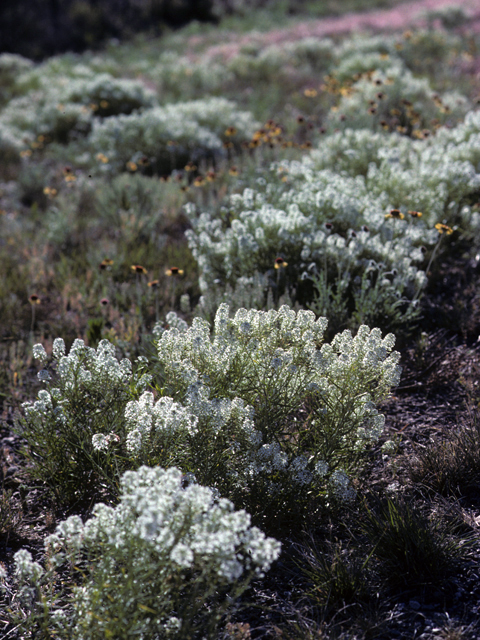 Lepidium montanum (Mountain peppergrass) #23005