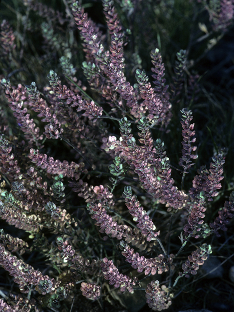 Lepidium montanum (Mountain peppergrass) #23009