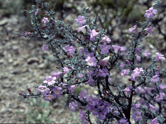 Leucophyllum minus (Big bend barometerbush) #23030