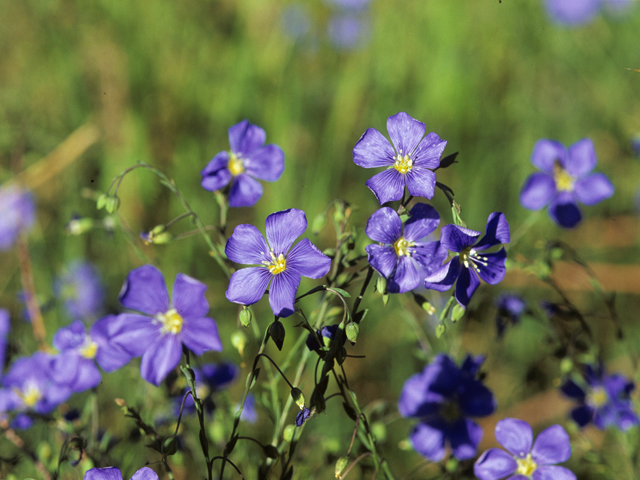 Linum lewisii (Wild blue flax) #23094