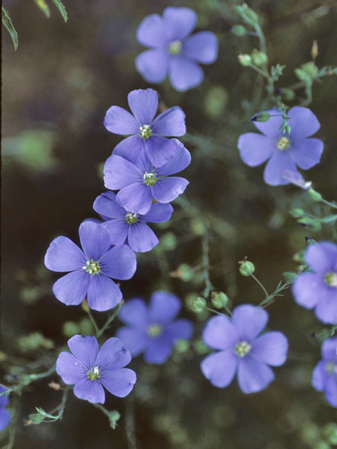 Linum lewisii (Wild blue flax) #23095