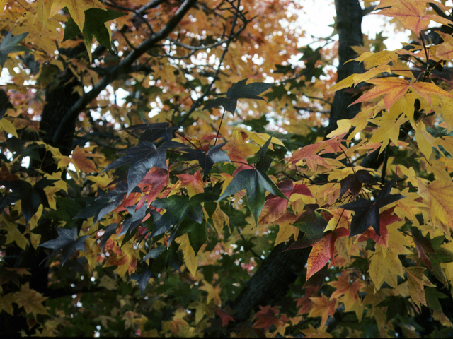 Liquidambar styraciflua (Sweetgum) #23102