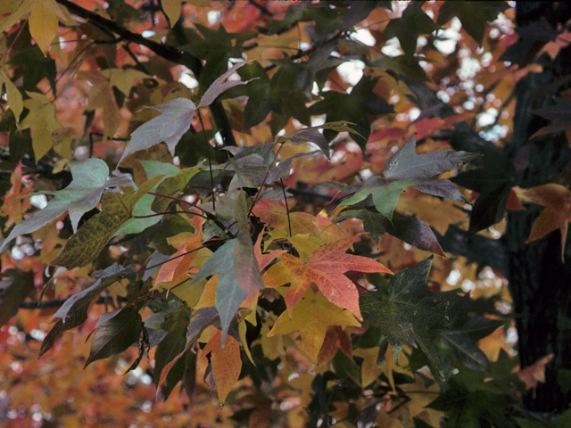 Liquidambar styraciflua (Sweetgum) #23105