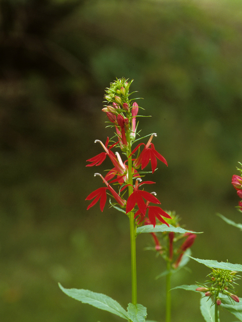 Lobelia cardinalis (Cardinal flower) #23125