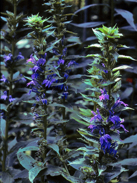 Lobelia siphilitica (Great blue lobelia) #23129