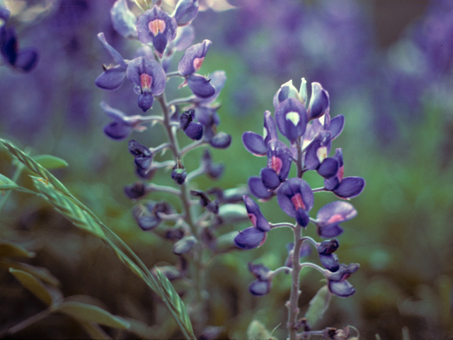 Lupinus texensis (Texas bluebonnet) #23175