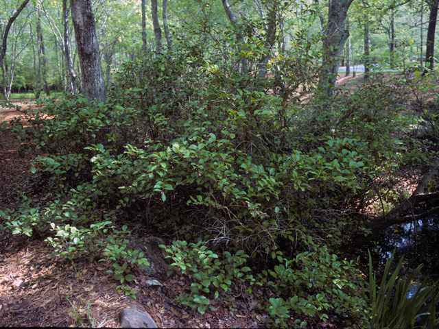 Lyonia lucida (Shining fetterbush) #23187