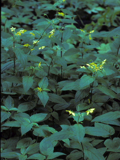 Lysimachia ciliata (Fringed loosestrife) #23195