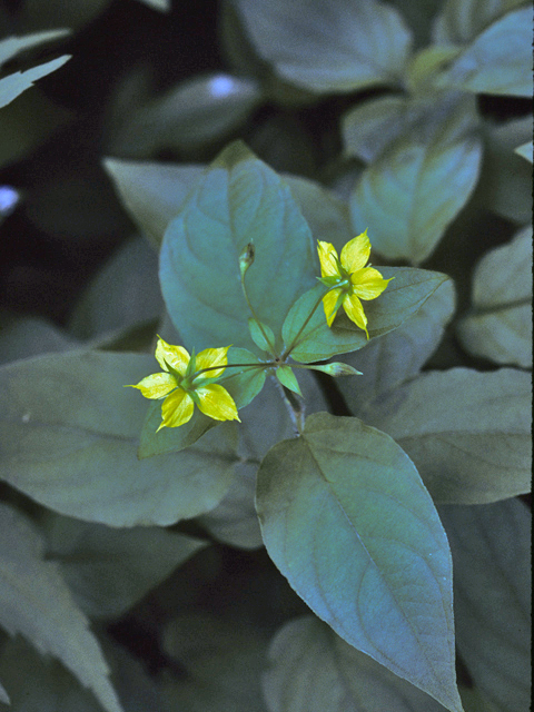 Lysimachia ciliata (Fringed loosestrife) #23196