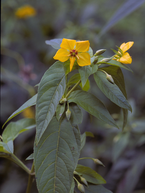 Lysimachia ciliata (Fringed loosestrife) #23197