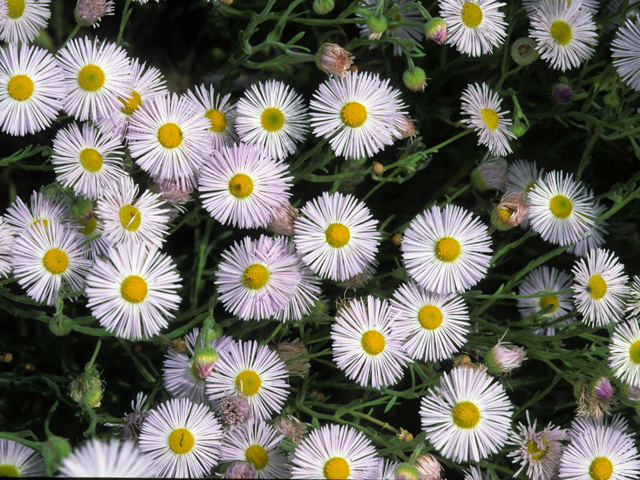 Erigeron speciosus var. macranthus (Aspen fleabane) #23205