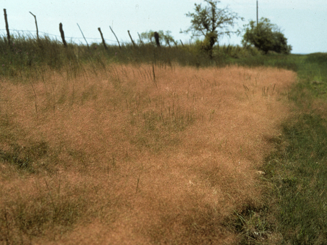 Muhlenbergia reverchonii (Seep muhly) #23336