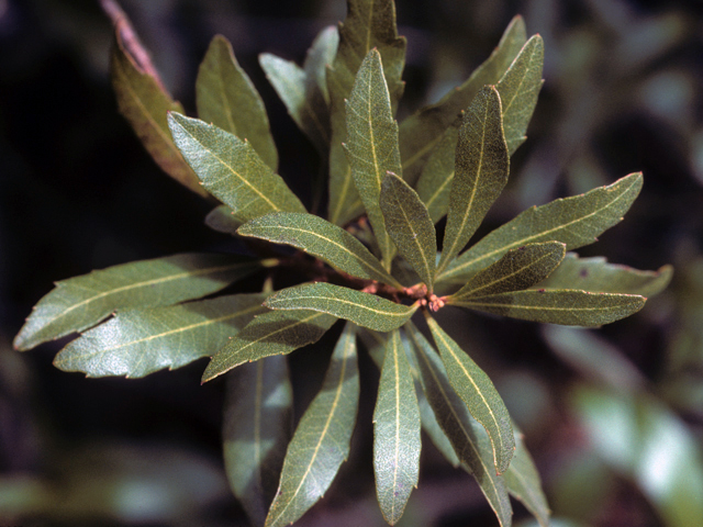 Morella cerifera (Wax myrtle ) #23363