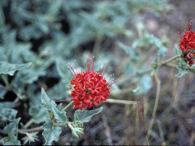 Nyctaginia capitata (Devil's bouquet) #23402