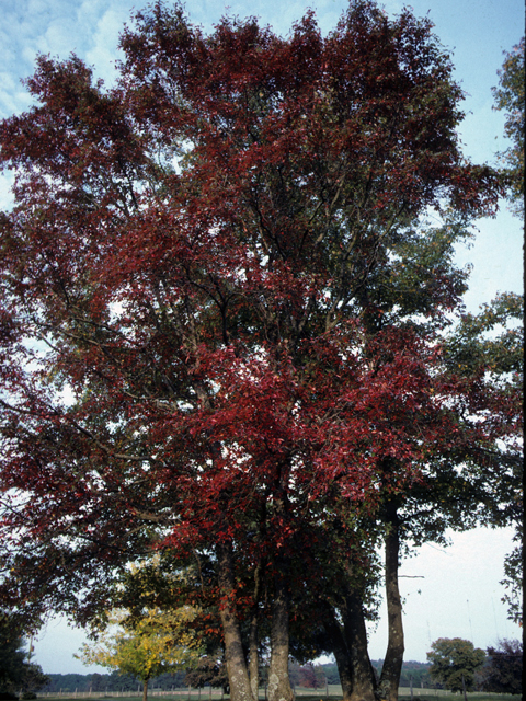 Nyssa sylvatica (Tupelo) #23411