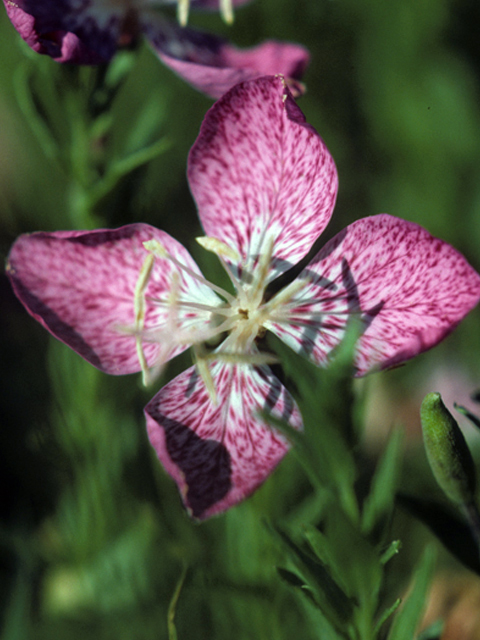 Oenothera canescens (Spotted evening-primrose) #23420