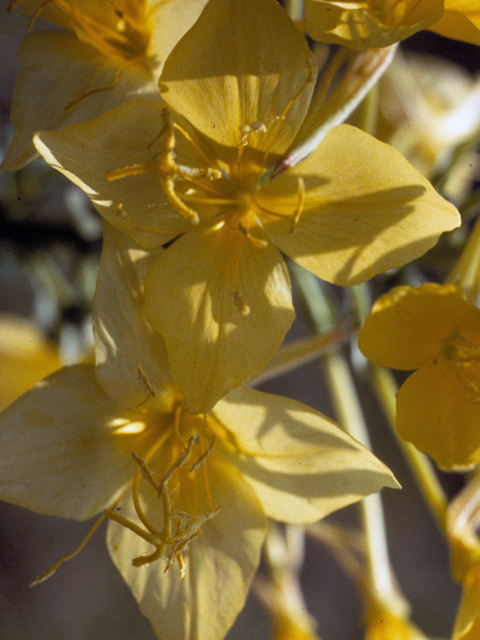 Oenothera rhombipetala (Fourpoint evening-primrose) #23431