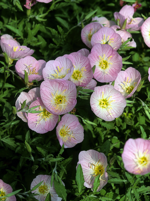 Oenothera speciosa (Pink evening primrose) #23445