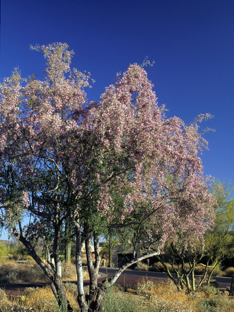 Olneya tesota (Desert ironwood) #23461