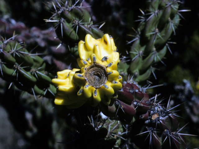 Cylindropuntia imbricata var. imbricata (Tree cholla) #23485