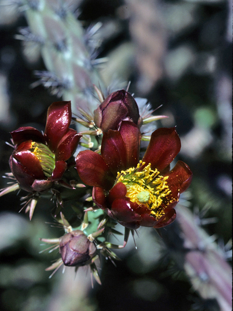 Cylindropuntia spinosior (Walkingstick cactus) #23507