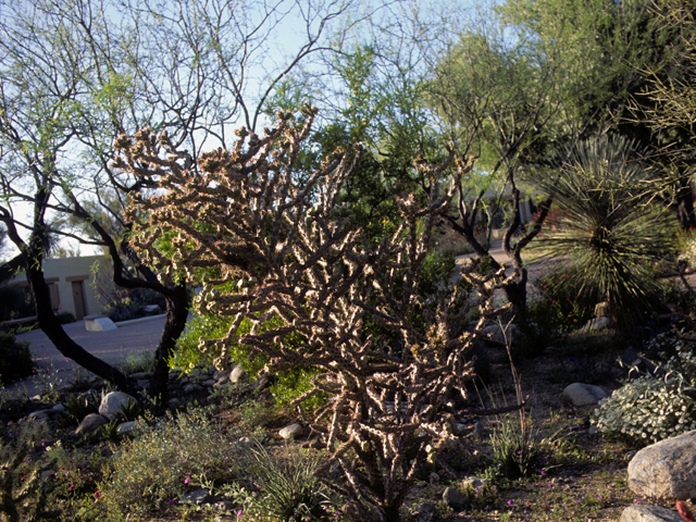 Cylindropuntia spinosior (Walkingstick cactus) #23508