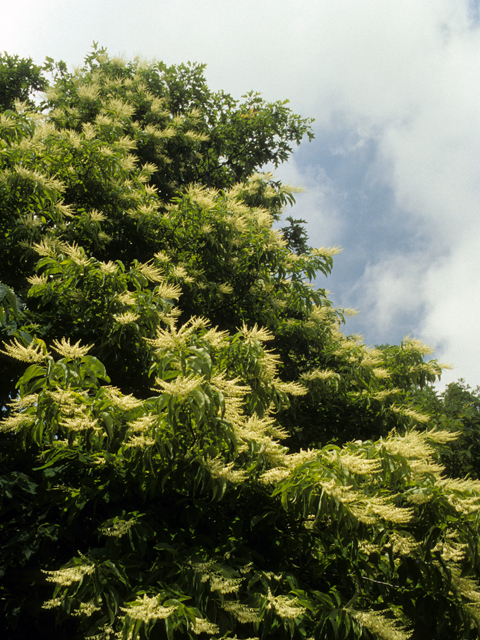 Oxydendrum arboreum (Sourwood) #23528