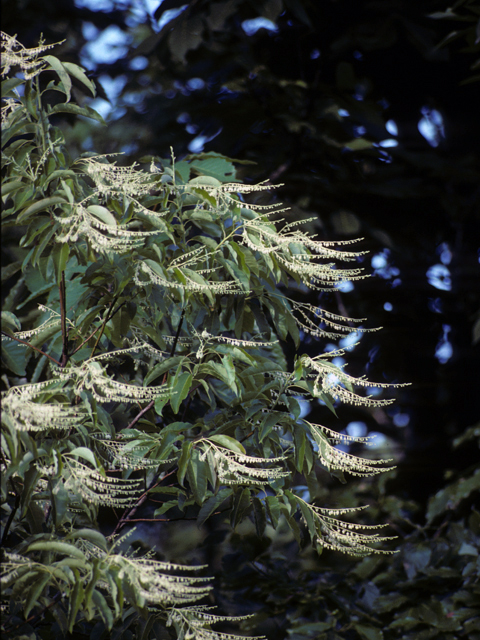 Oxydendrum arboreum (Sourwood) #23529