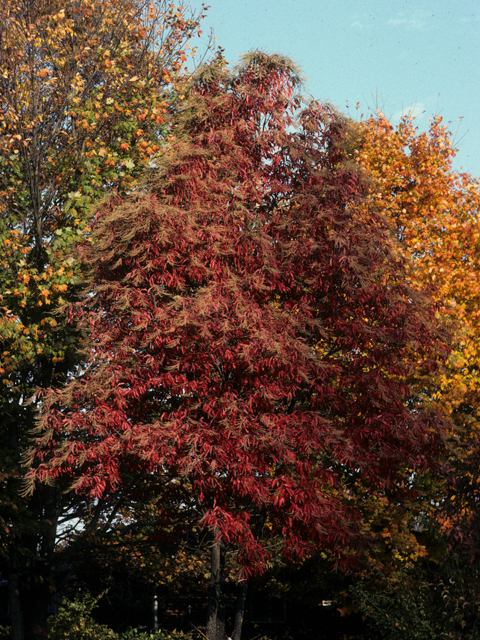 Oxydendrum arboreum (Sourwood) #23530