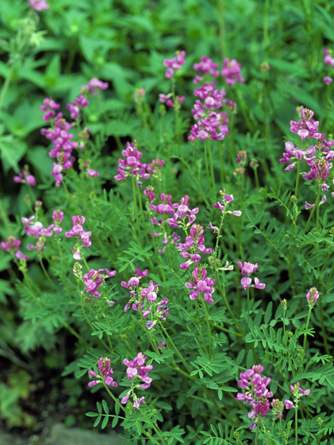 Oxytropis lambertii (Purple locoweed) #23533