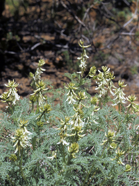 Oxytropis sericea var. sericea (White locoweed) #23537