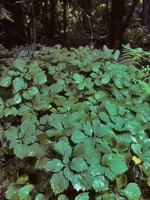 Pachysandra procumbens (Allegheny spurge) #23540