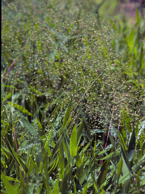 Dichanthelium leibergii (Leiberg's panicum) #23545