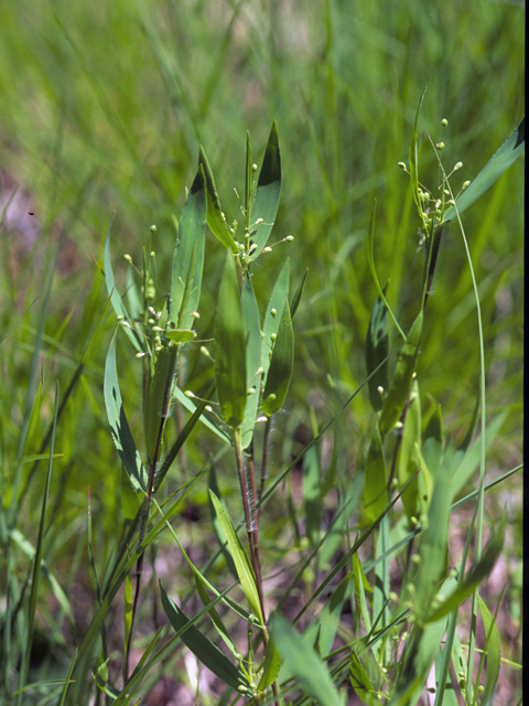 Dichanthelium leibergii (Leiberg's panicum) #23546