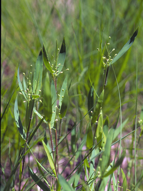 Dichanthelium leibergii (Leiberg's panicum) #23547