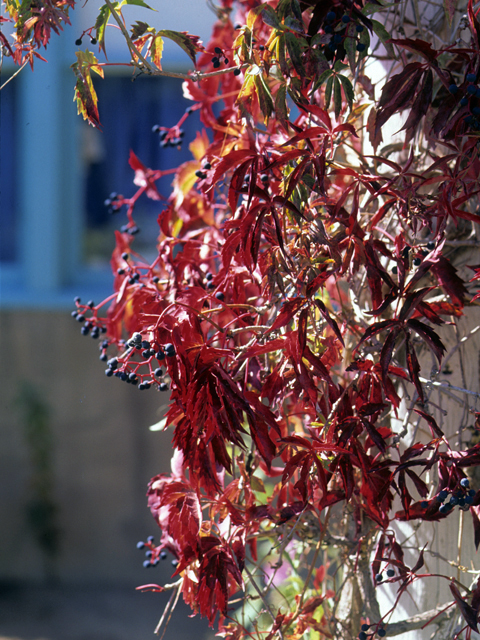 Parthenocissus quinquefolia (Virginia creeper) #23572