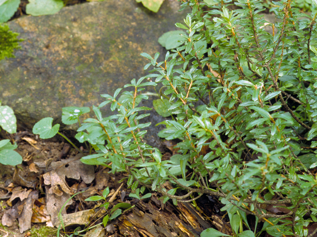 Paxistima canbyi (Canby's mountain-lover) #23596