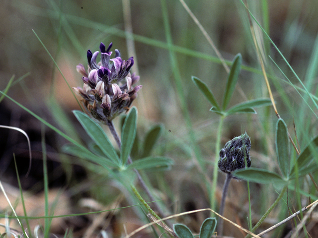 Pediomelum latestipulatum (Texas plains indian breadroot) #23605