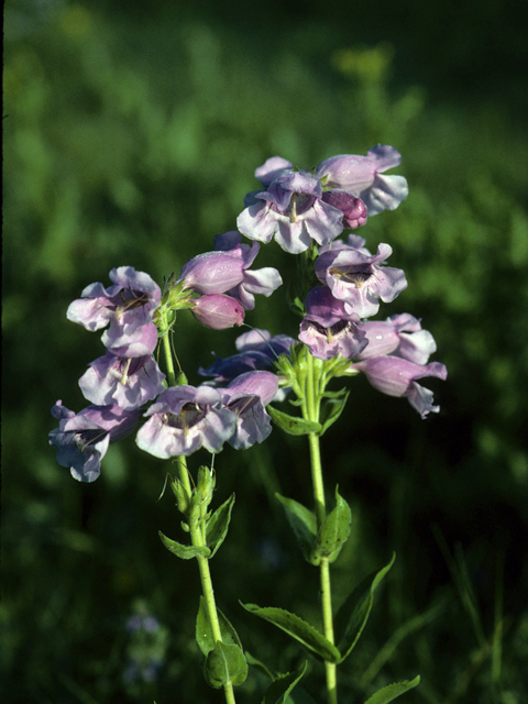 Penstemon cobaea (Prairie penstemon) #23625