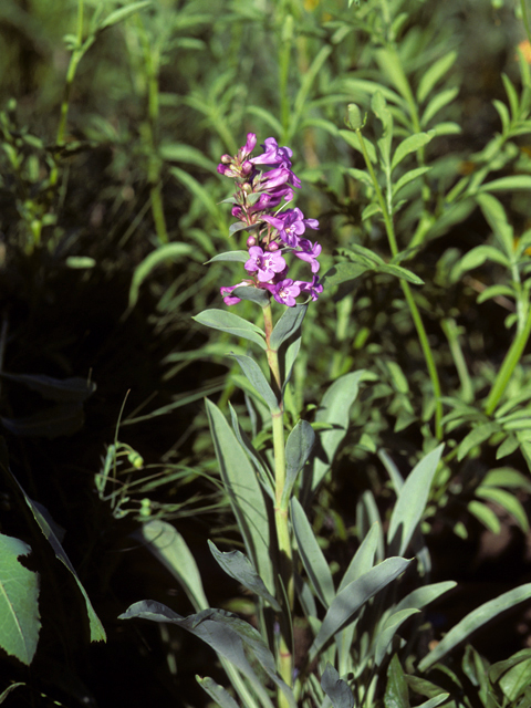 Penstemon gracilis var. gracilis (Lilac penstemon) #23639