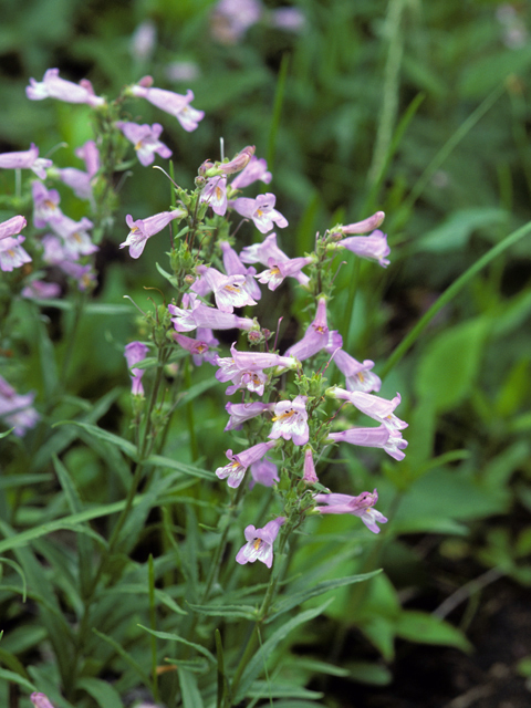 Penstemon gracilis (Lilac penstemon) #23640