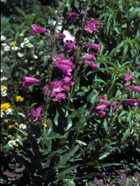 Penstemon triflorus (Hill country penstemon) #23671