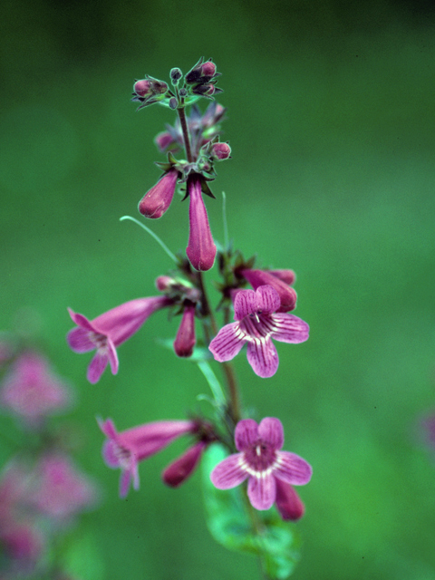 Penstemon triflorus (Hill country penstemon) #23674