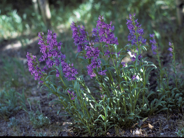 Penstemon virgatus (Upright blue penstemon) #23677