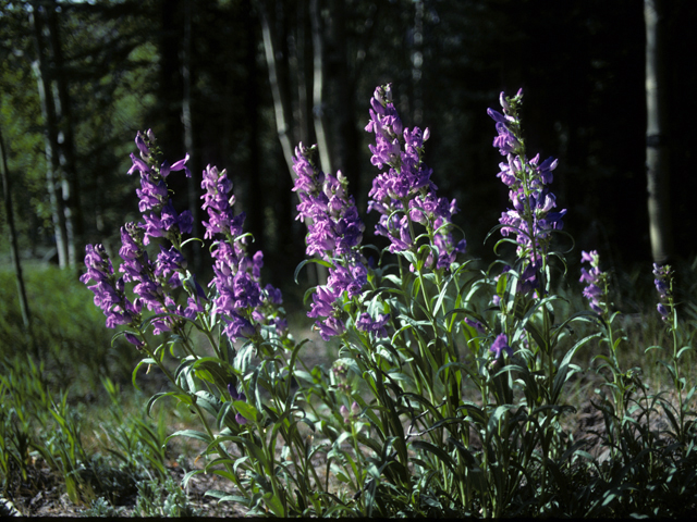 Penstemon virgatus (Upright blue penstemon) #23678