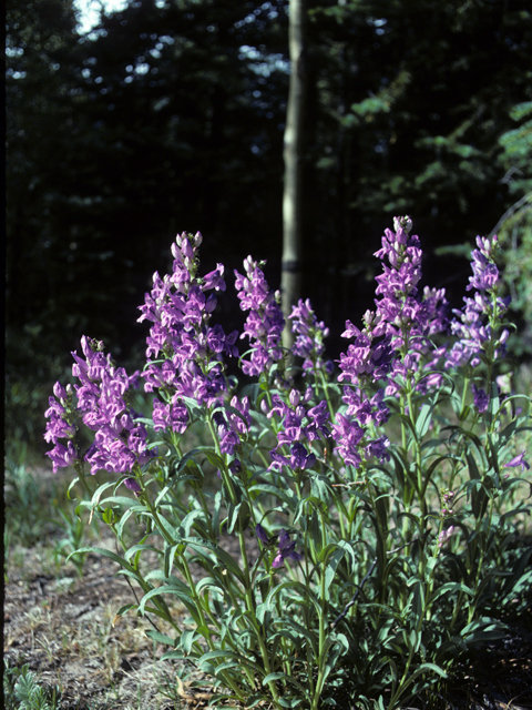 Penstemon virgatus (Upright blue penstemon) #23679