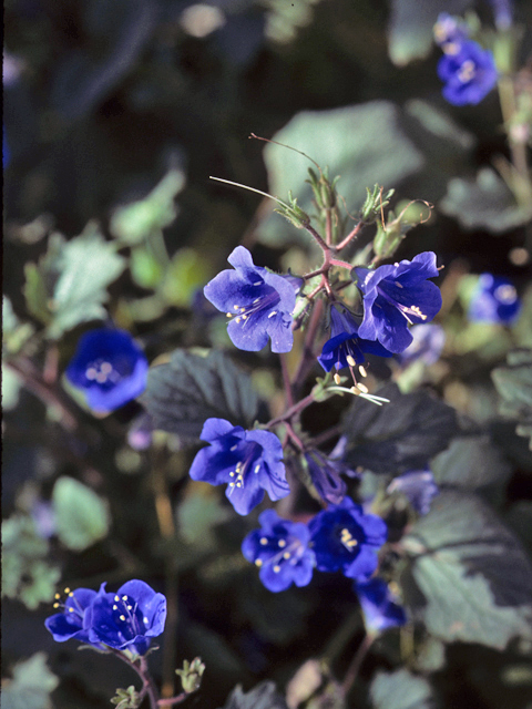 Phacelia campanularia (Desert bells) #23707