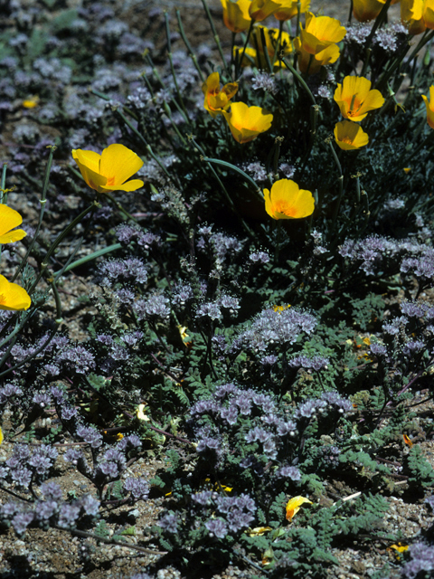 Phacelia coerulea (Skyblue phacelia) #23709